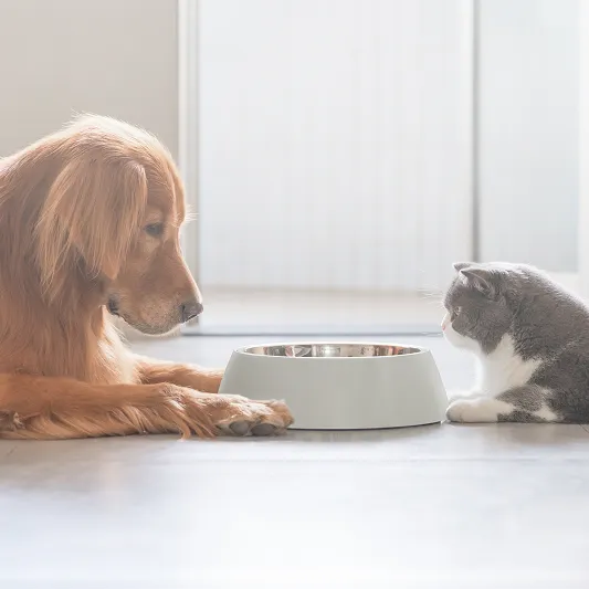 Haustiere – Katze und Hund